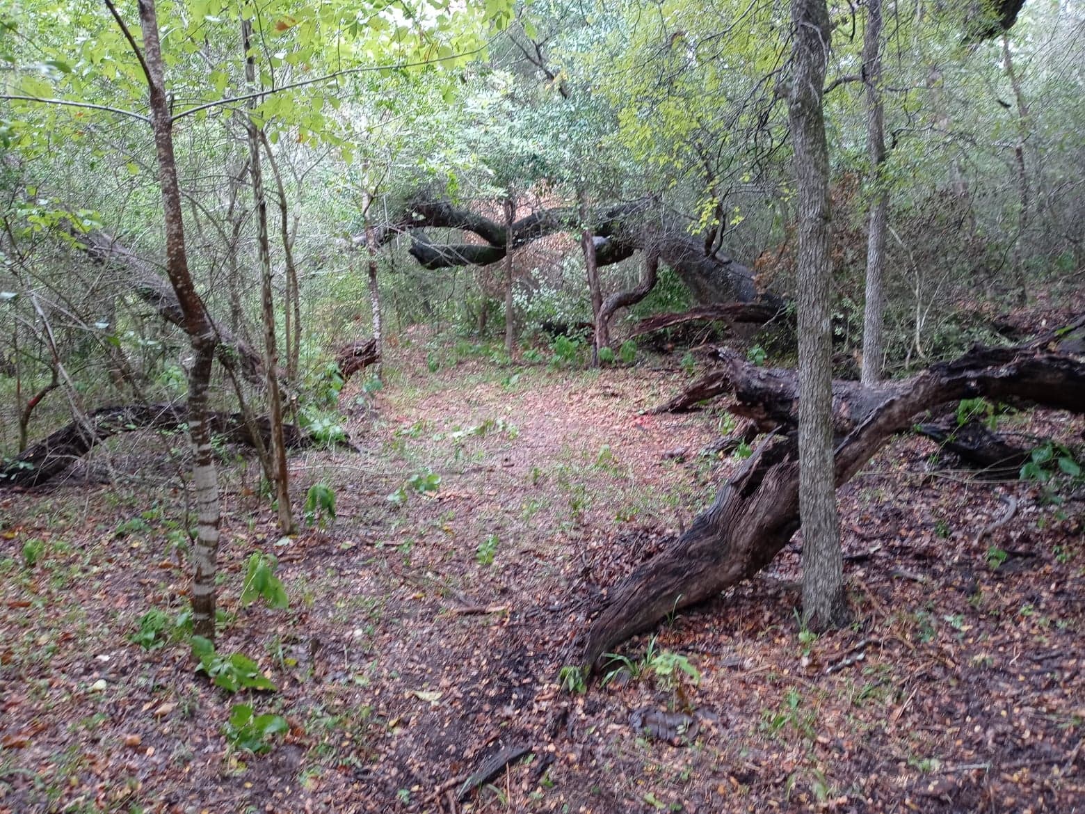 tent campsite and trails