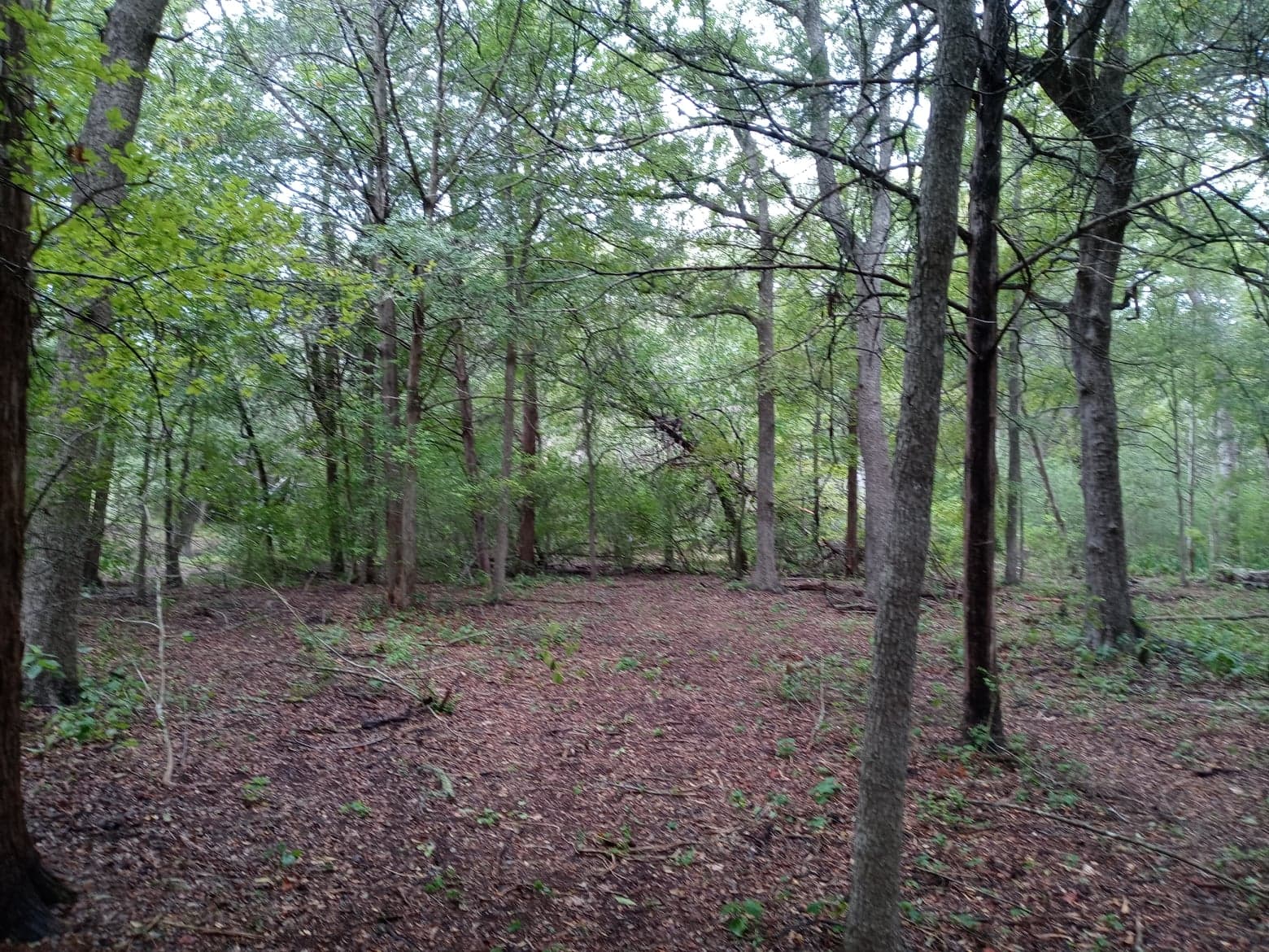 Tent Campsite and Trails on back side of property